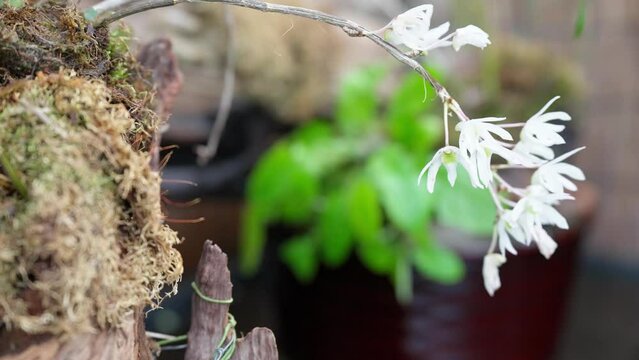 池の近くで開花する白花紫蘭のイメージ