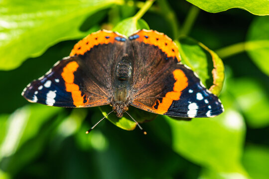 Red Admiral, Vanessa atalanta, Butterfly on green leaf