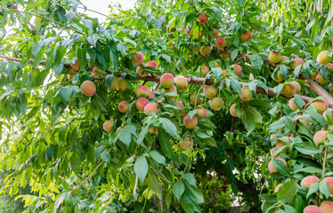 In summer, pink peaches are ripe.