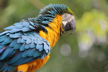 Arara Canindé