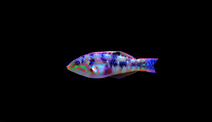 Nebulous wrasse fish - Halichoeres nebulosus