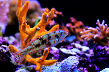 Nebulous wrasse fish - Halichoeres nebulosus