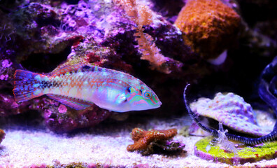 Nebulous wrasse fish - Halichoeres nebulosus