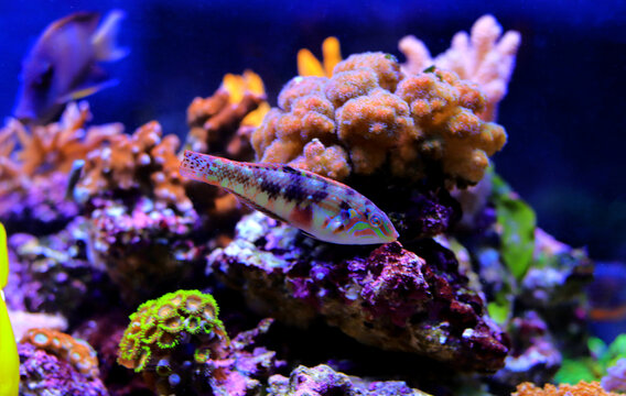 Nebulous wrasse fish - Halichoeres nebulosus