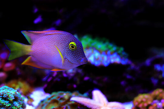 Yellow-eyed Kole tang - Ctenochaetus strigosus