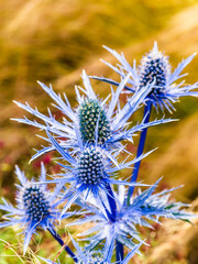 Blue Hobbit, Sea Holly, Eryngium Planum flowers