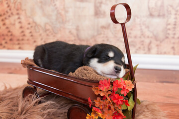 Hero therapy dog in training enjoys his first set of puppy pet portraits featuring bold autumn floral and a small red wagon - husky rescue blend edition