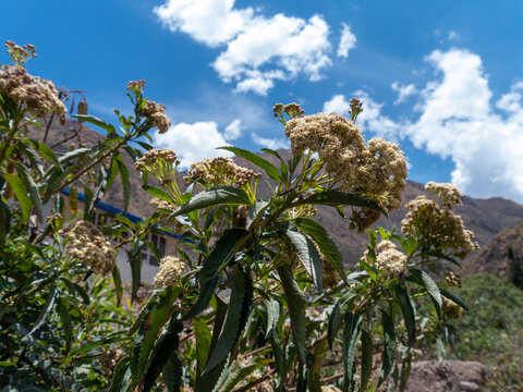 Flores de la planta nativa chilca.