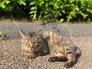 猫