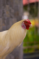 chicken potrait