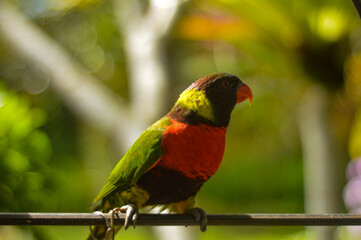 red chest lorikeet parrot bird