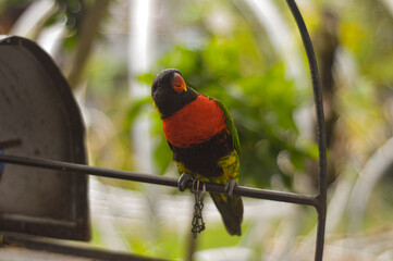 green winged macaw