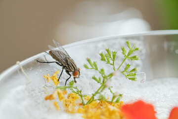 Obraz premium flies swarm on food, dirty food can not eat 