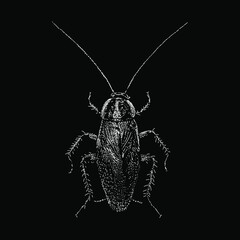 German Cockroach hand drawing vector illustration isolated on black background