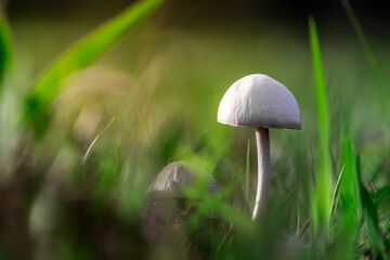 flowers, butterflies and mushrooms in the garden