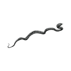 vine snake hand drawing vector illustration isolated on background