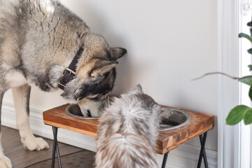 Fototapeta Dog and cat eating drinking from the same bowl obraz