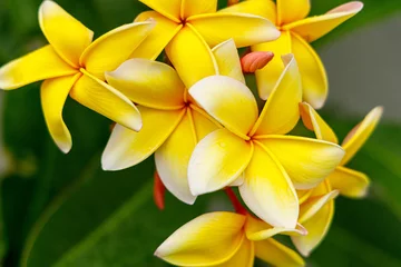 Tuinposter yellow and white frangipani flower with a little dew on the leaves © Andrew