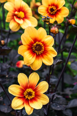 Dahlia Sunshine, Dahlia Yellow and Orange Flowers