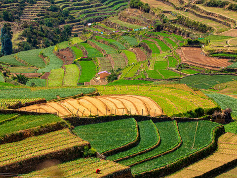 teras farming in india asia
