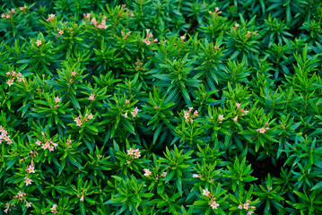 green leaves wall background, leaf wall nature background
