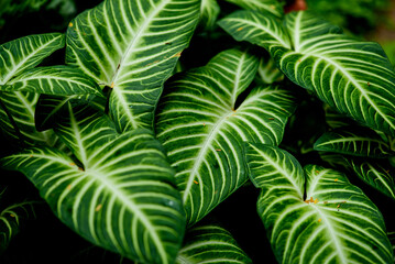 green leaves wall background, leaf wall nature background
