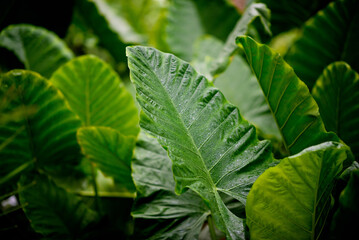 green leaves wall background, leaf wall nature background
