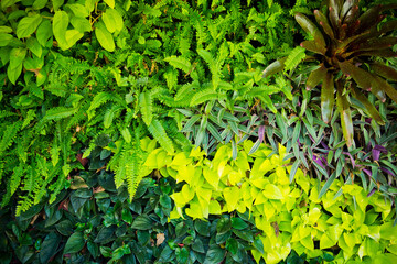 green leaves wall background, leaf wall nature background
