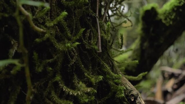 Some moss from up close.