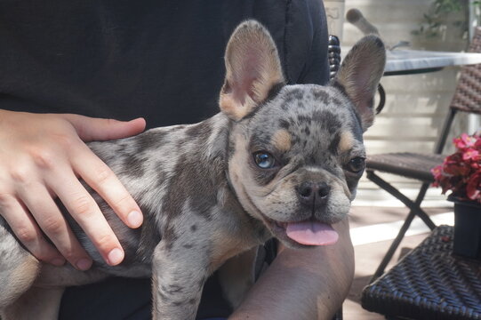 French Bulldog Pup Being Held outside in Summer