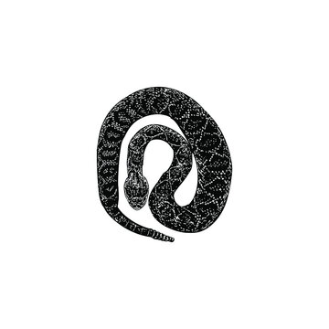 Eastern Diamondback Rattlesnake hand drawing vector illustration isolated on background