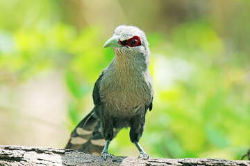 The Green-billed Malkoha on a ground