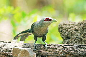 The Green-billed Malkoha on a ground