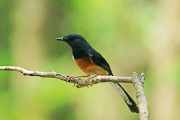 The White-rumped Shama on a branch
