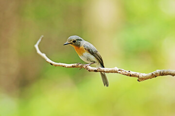 The Tickell's Blue Flycatcher on a branch
