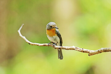 The Tickell's Blue Flycatcher on a branch