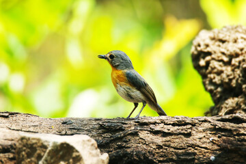 The Tickell's Blue Flycatcher on a branch