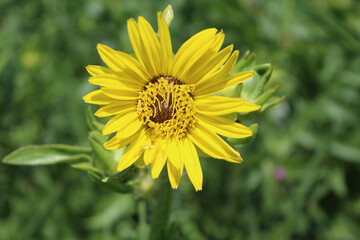 Compass plant closeup at Linne Woods restored prairie in Morton Grove, Illinois