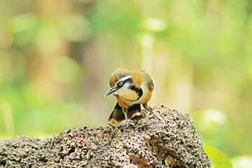 The Greater Necklaced Laughingthrush on the rock