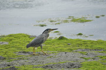 干潟のササゴイ