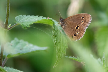 Ringlet butterfly (Aphantopus hyperantus)