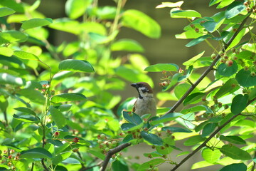 Obraz premium ジュンベリーの実を食べるスズメ