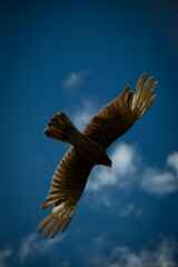 eagle in flight