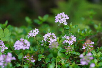 タイムの花