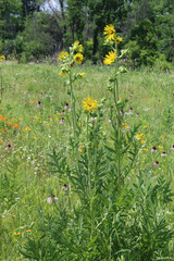 Compass flower plants in full at Linne Woods restored prairie in Morton Grove, Illinois