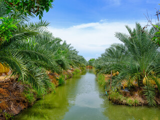 date fruits palm tree plantation with irrigation canel in Thailand