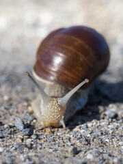 Weinbergschnecke