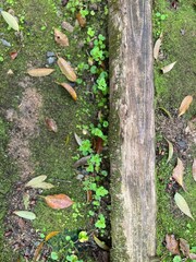 木の階段溝に茂る小さな植物