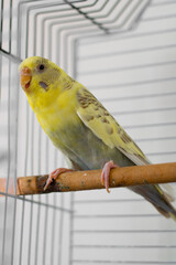 Yellow Budgerigar