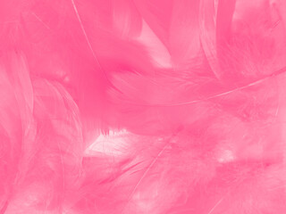 Beautiful abstract light pink feathers on white background, white feather frame on pink texture...